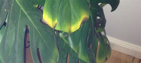 philodendron problems|The Most Common Pests and Diseases .